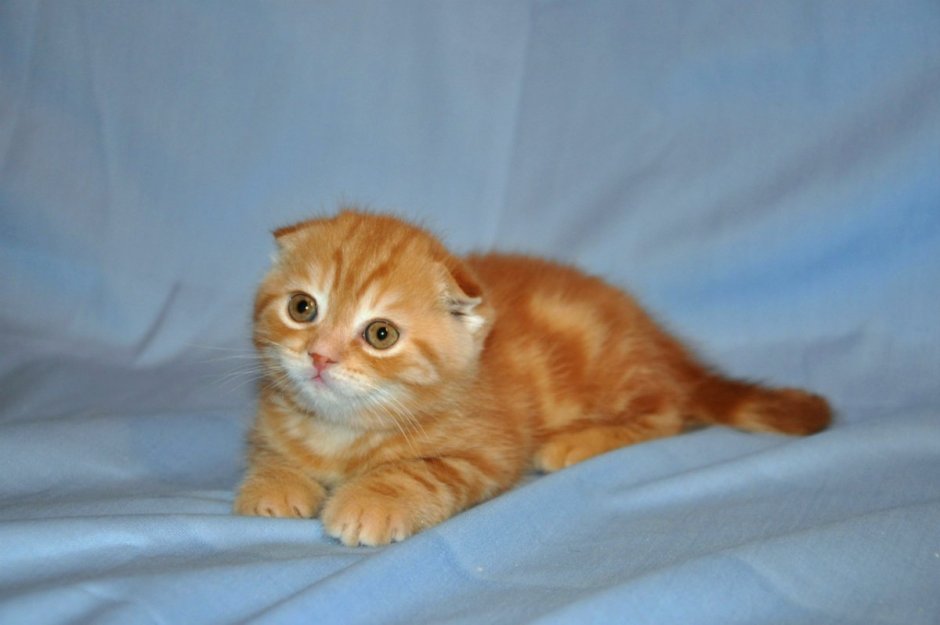 Шотландская вислоухая кошка