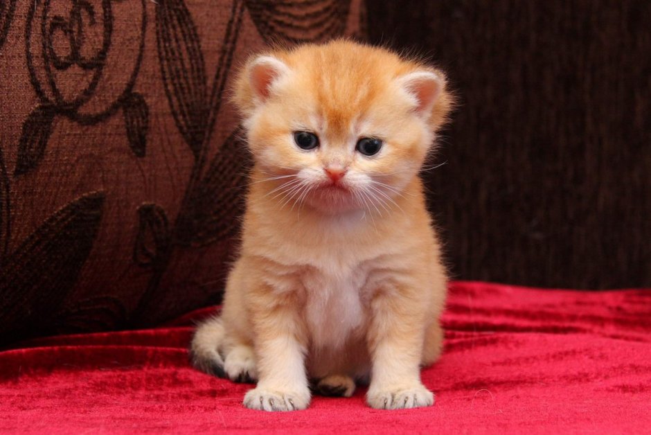 Шотландская вислоухая кошка рыжая