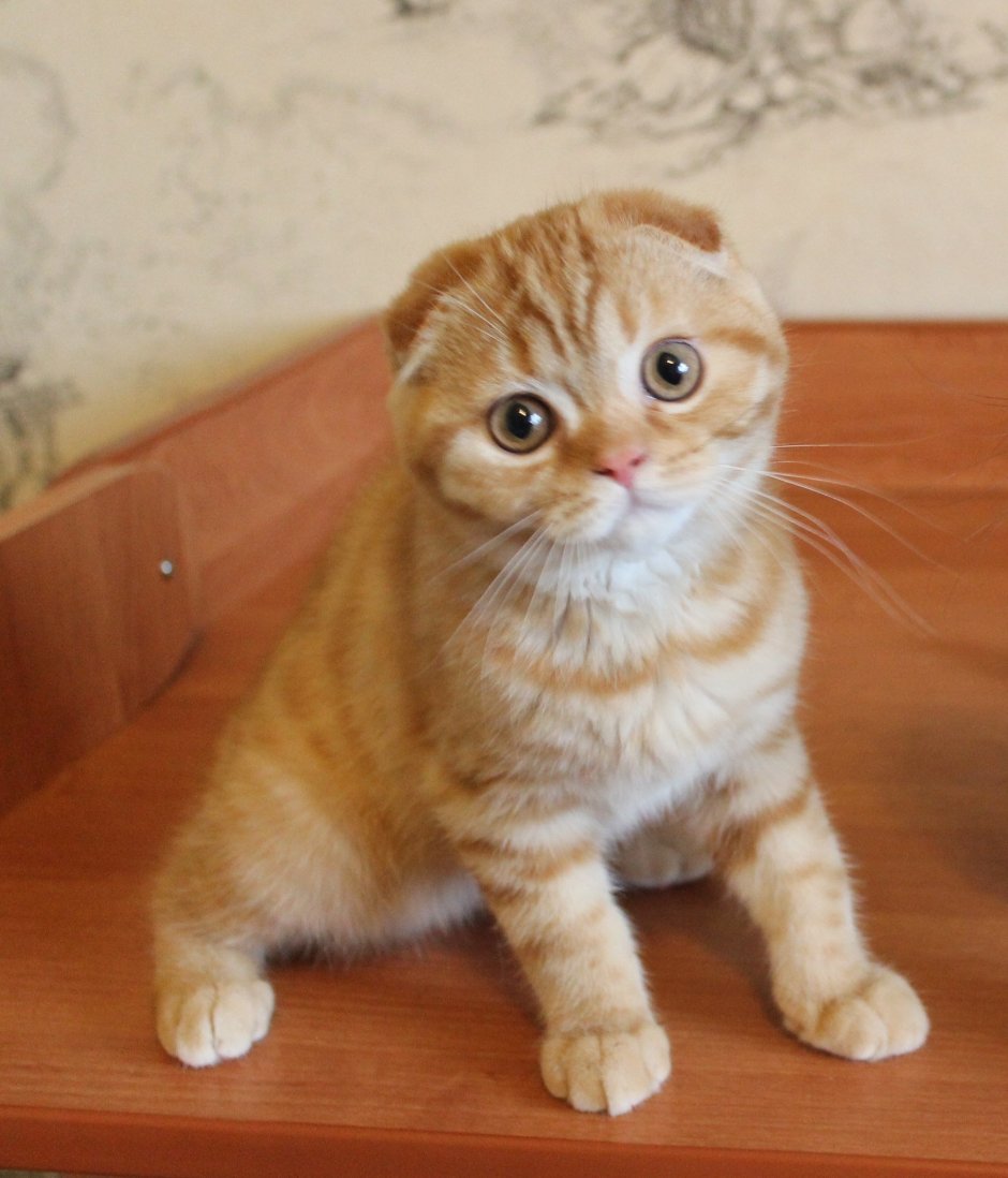 Скоттиш фолд рыжий котенок