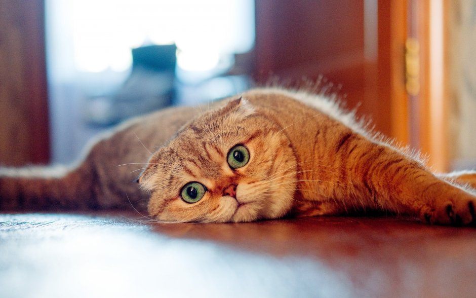 Рыжий шотландский кот