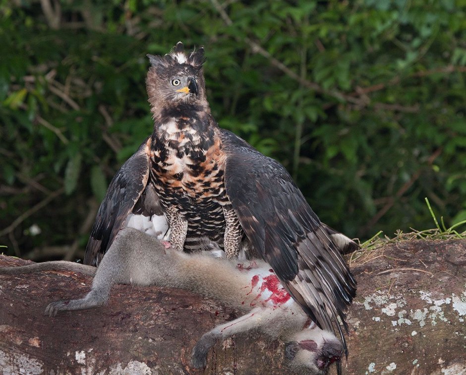 Stephanoaetus coronatus