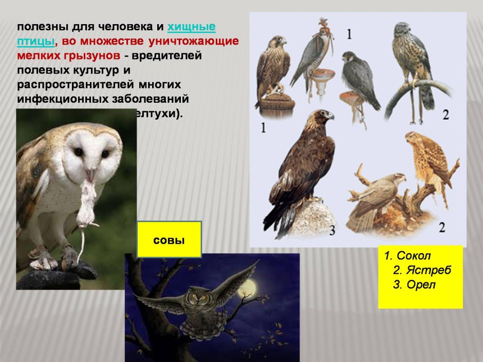 Птицы в жизни человека
