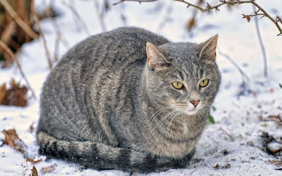 Анатолийская кошка серая