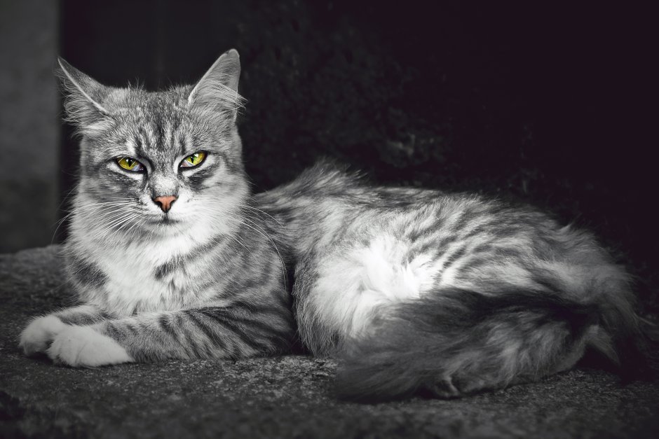 Коричневый пушистый кот