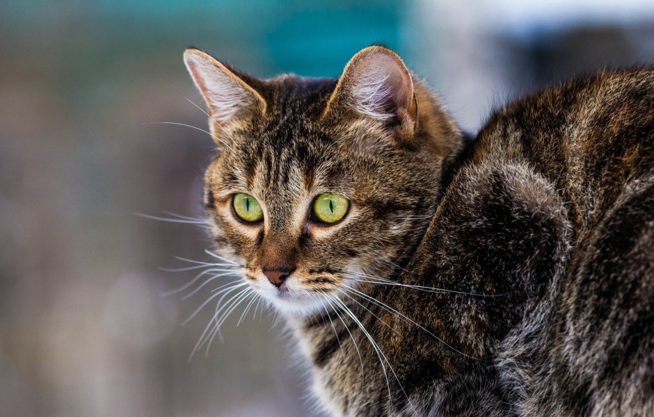 Сибирская кошка короткошерстная