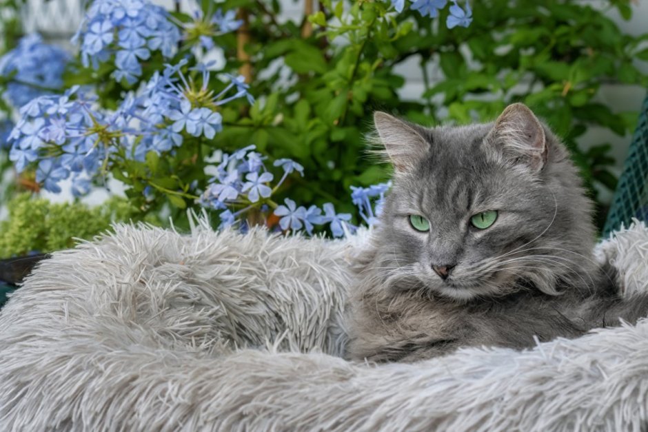 Бело серая кошка