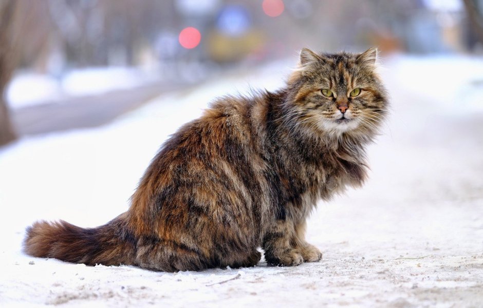 Шотландская короткошерстная Золотая шиншилла