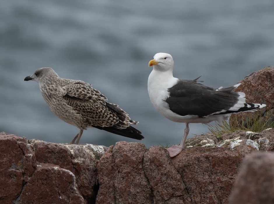 Морская Чайка Larus Marinus