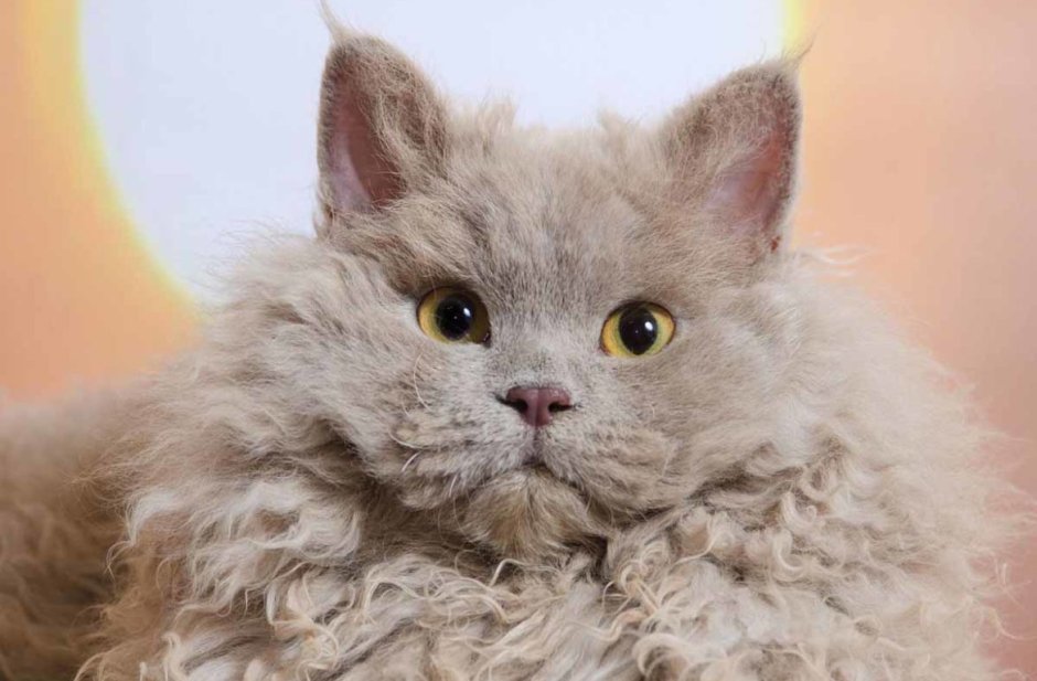 Селкирк рекс кошка