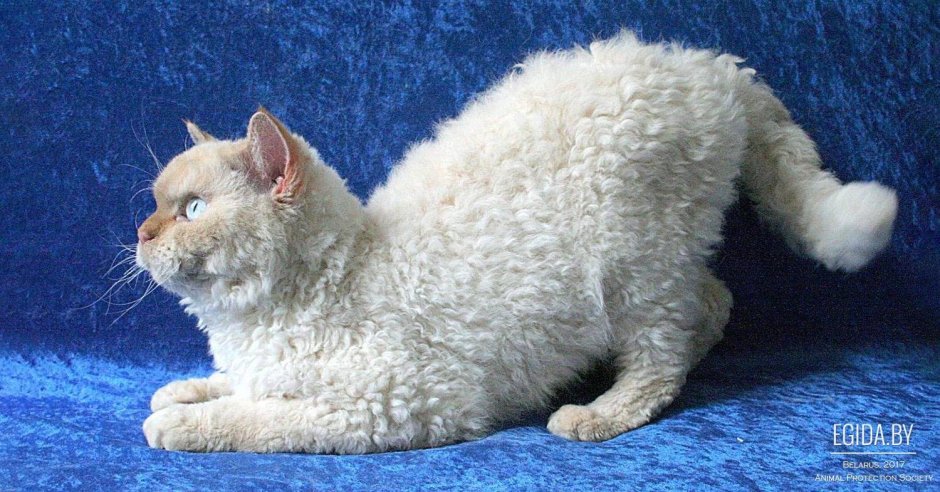 Корниш как овечки