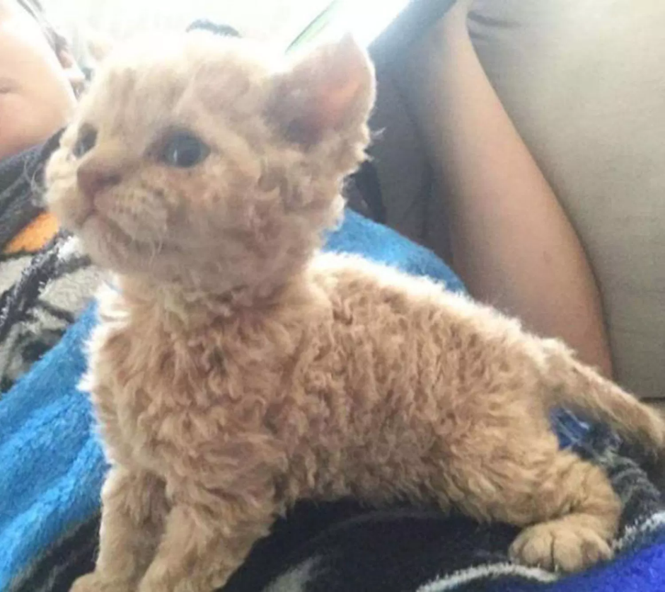 Котята с волнистой шерстью