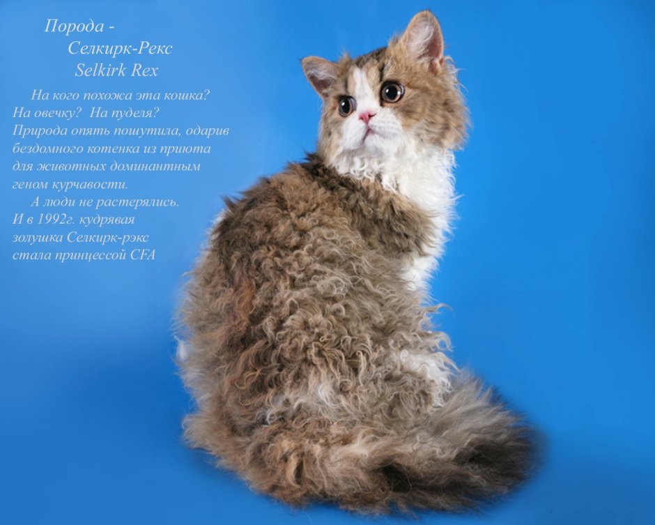 Селкирк-рекс - кошка-барашек