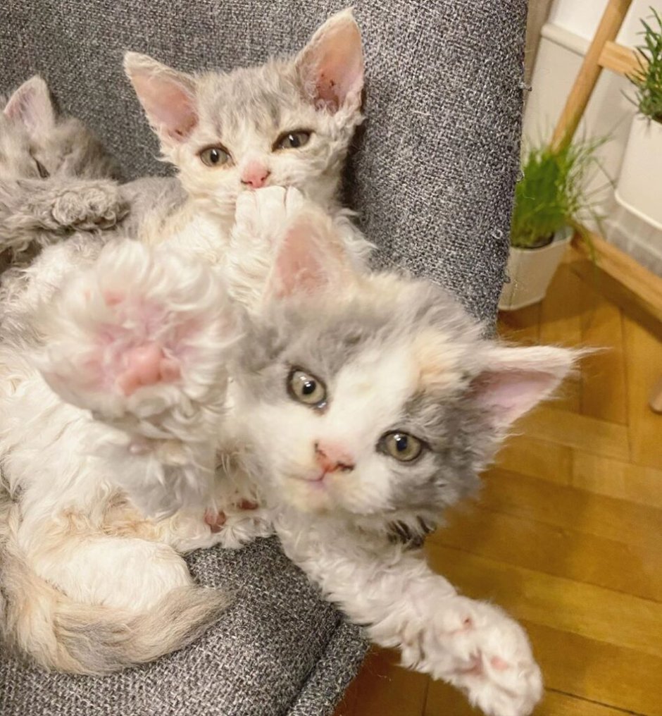 Кудрявые котята