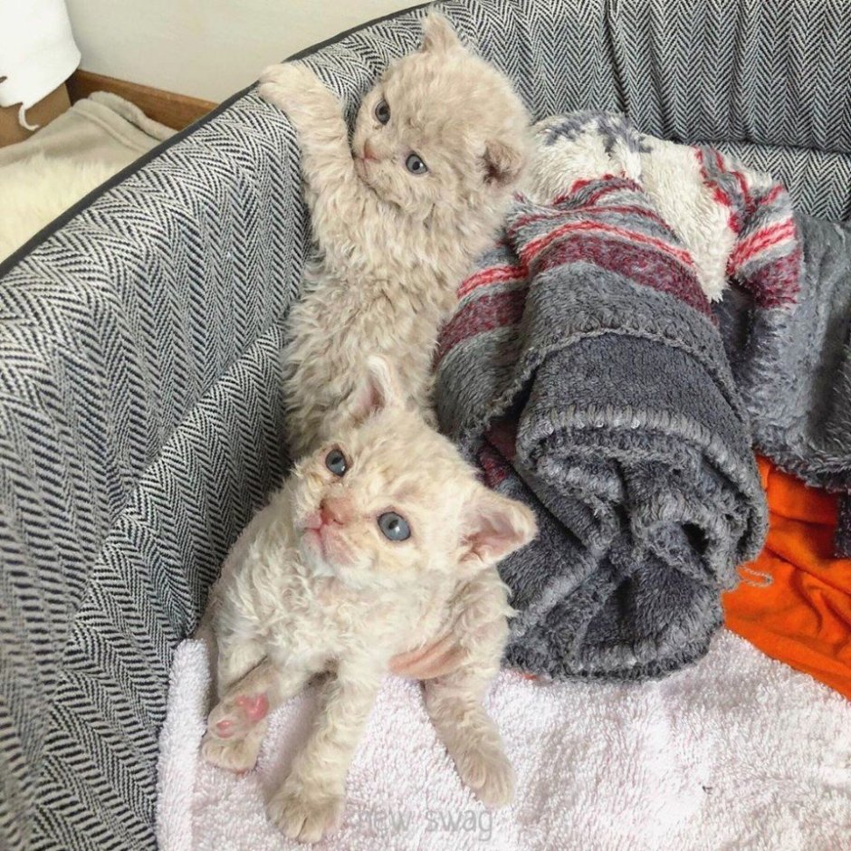 2 Кучерявых котика