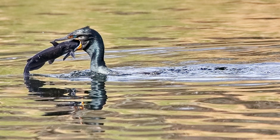 Fish eat Duck