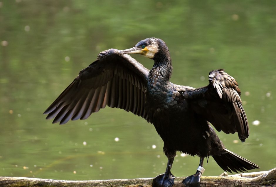 Phalacrocorax Carbo