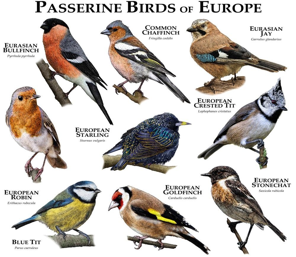Воробьинообразные птицы таблица. Воробьинообразные птицы. Красивые имена для птиц. Birds of Europe. Воробьинообразные птицы представители.