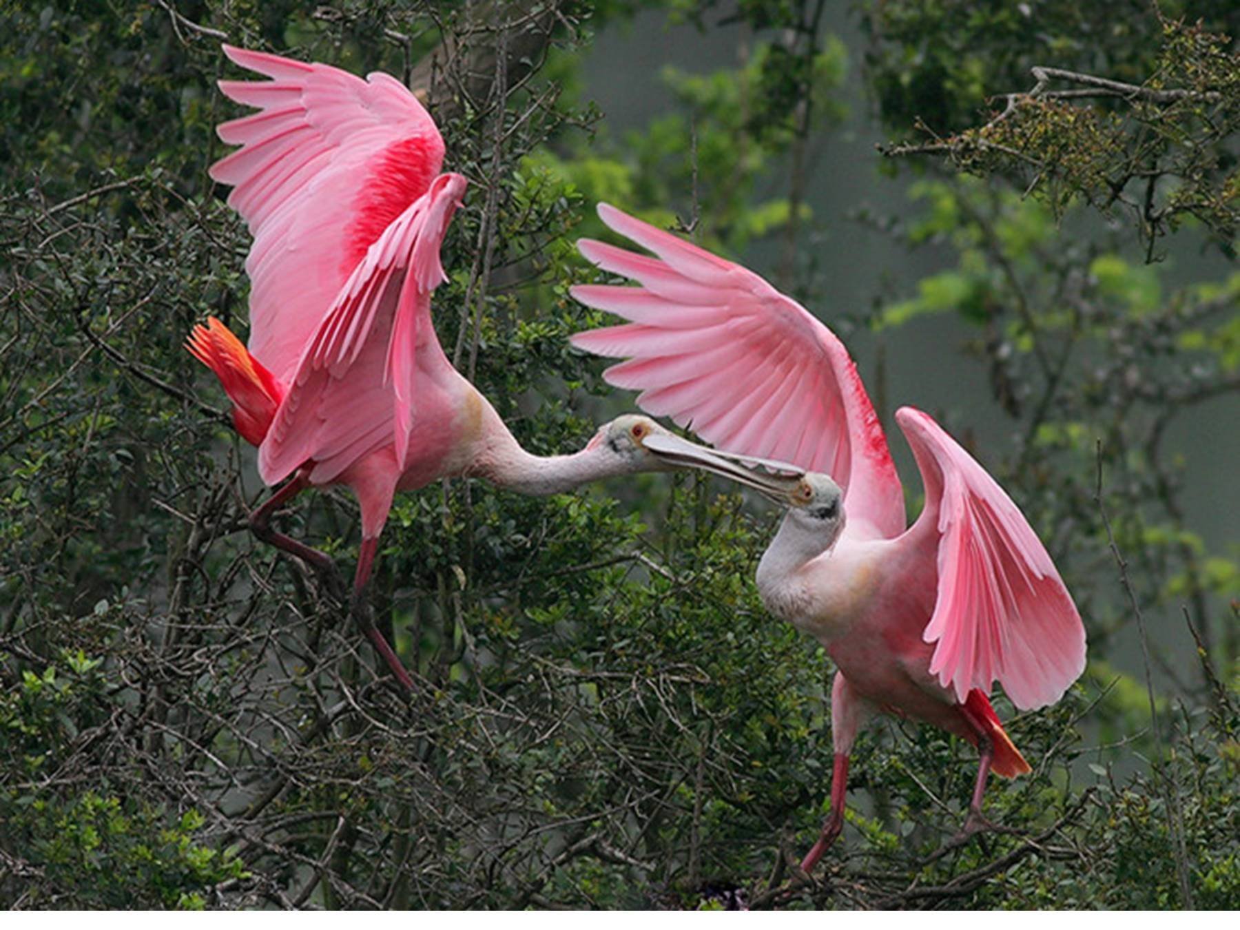Фламинго интересная. Розовая колпица и Фламинго. Розовая колпица птица. Колпица Ибис. Розовая колпица в Северной Америке.