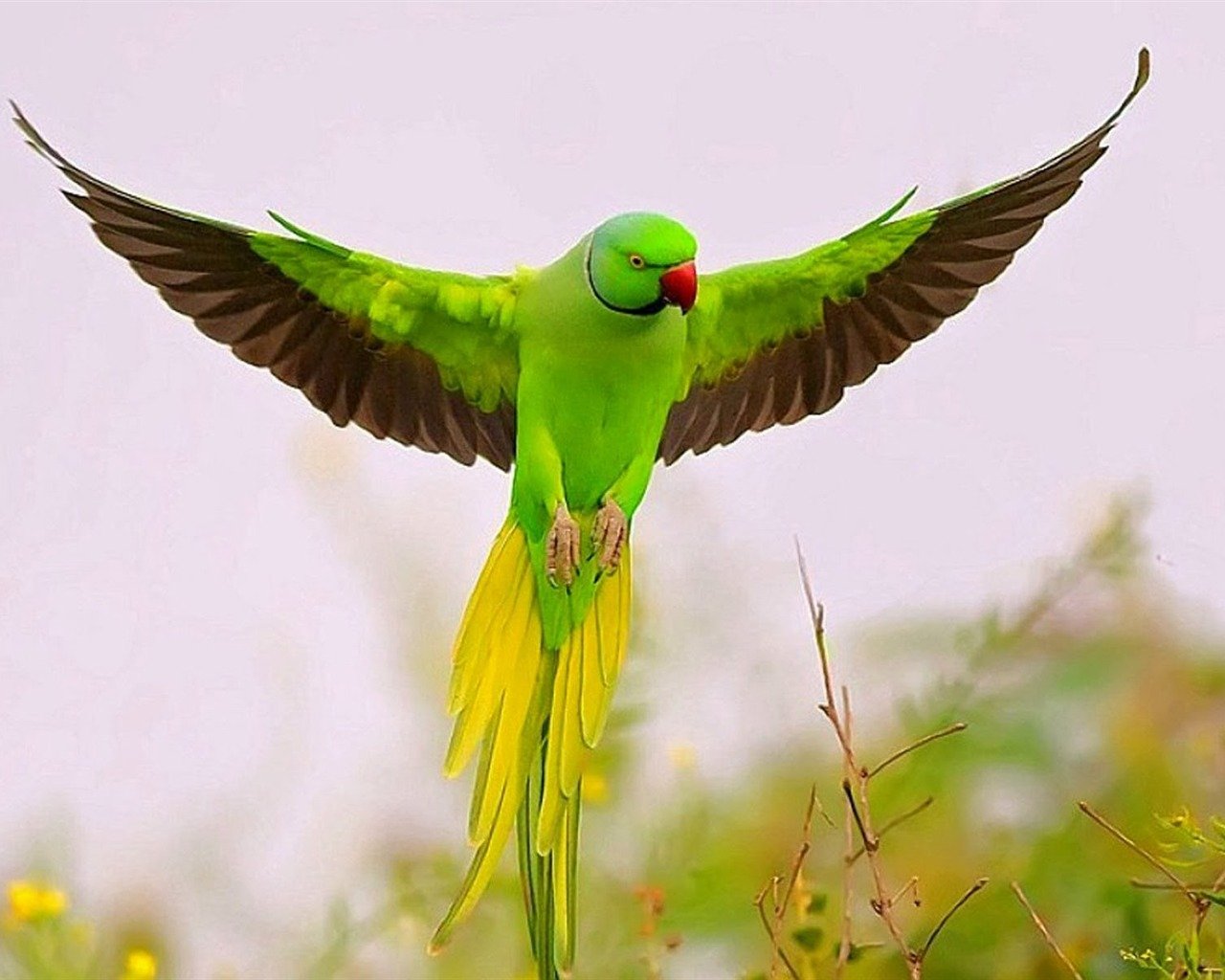 Волнистый попугай машет крыльями. Ожереловый попугай зеленый. Изумрудный ожереловый попугай. Попугай кольчатый ожереловый. Александрийский кольчатый попугай.