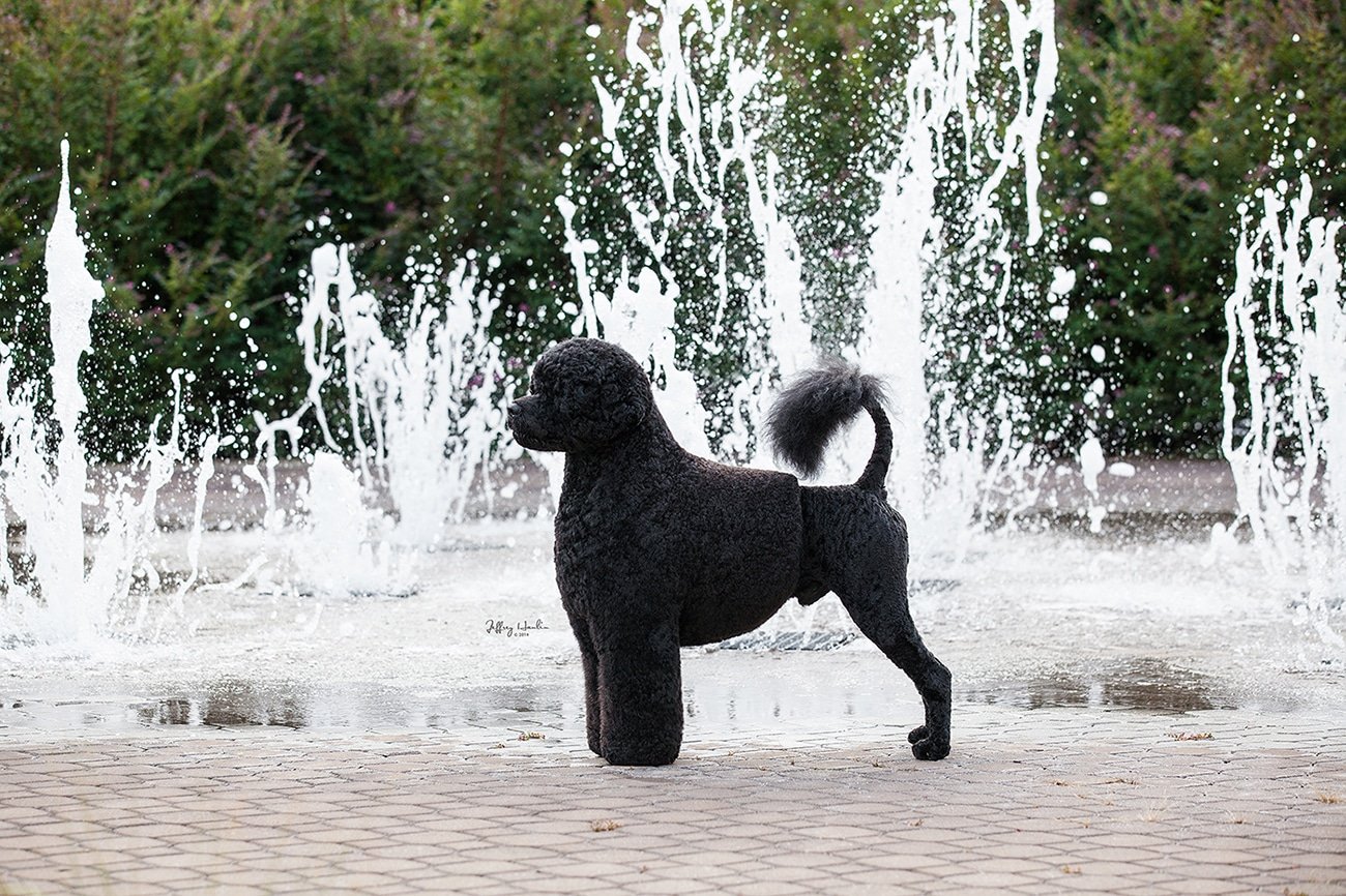 Выставки португальская водяная собака
