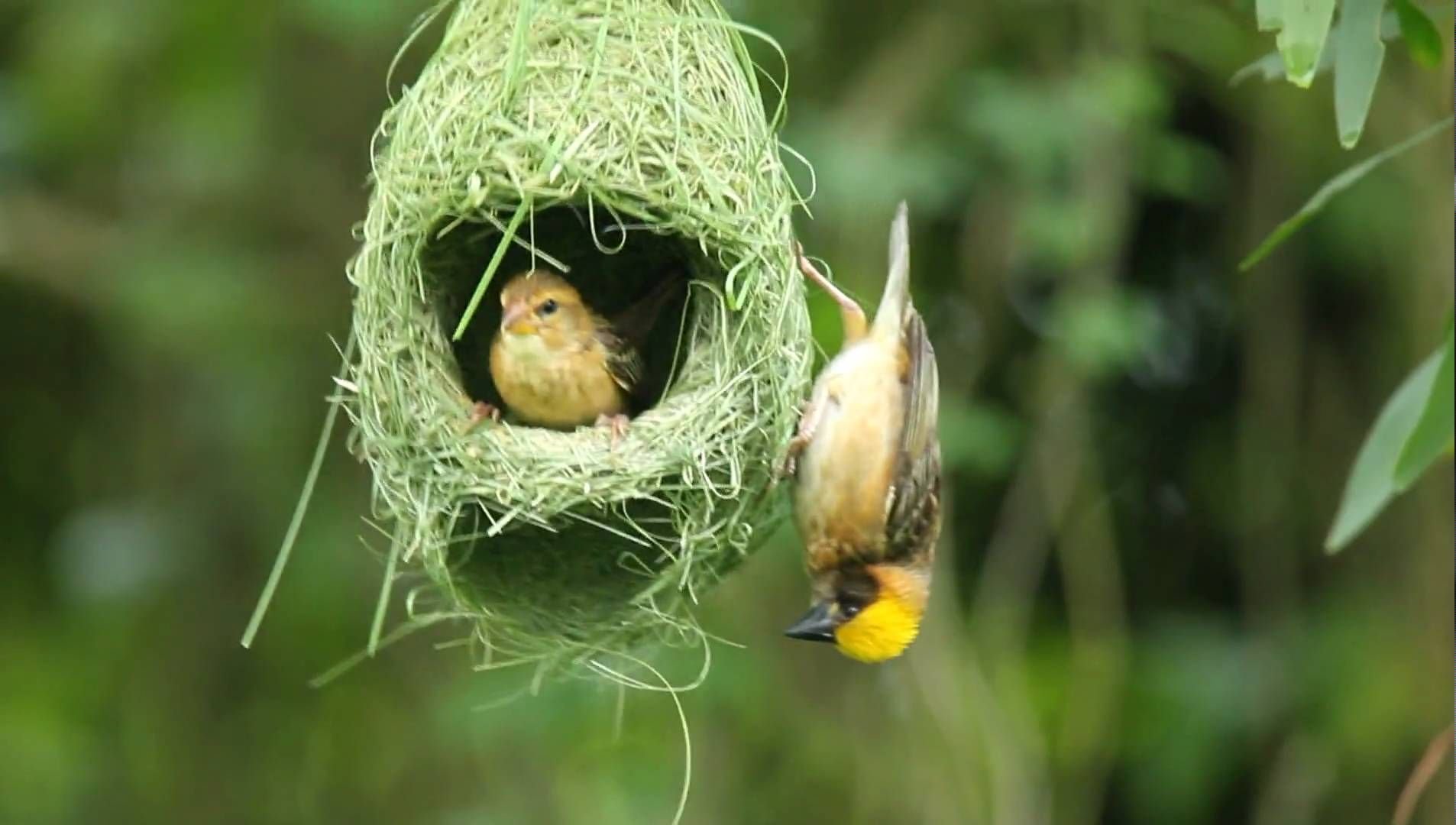 Праздник птица гнезда. Желтоголовый Королек гнездо. Гнездо Байя Уивер. Птичка Ткачик гнездо. Желтоголовый Королек птенцы.
