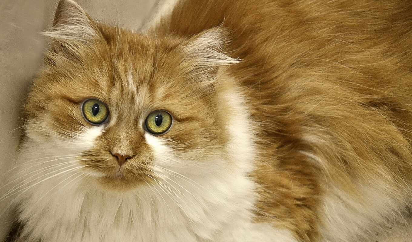 Какие кошки длинношерстные. Американская длинношерстная кошка. Рыжий длинношерстный Сибирский кот. Сибирская Аборигенная порода кошек. Рагамаффин черепаховый.