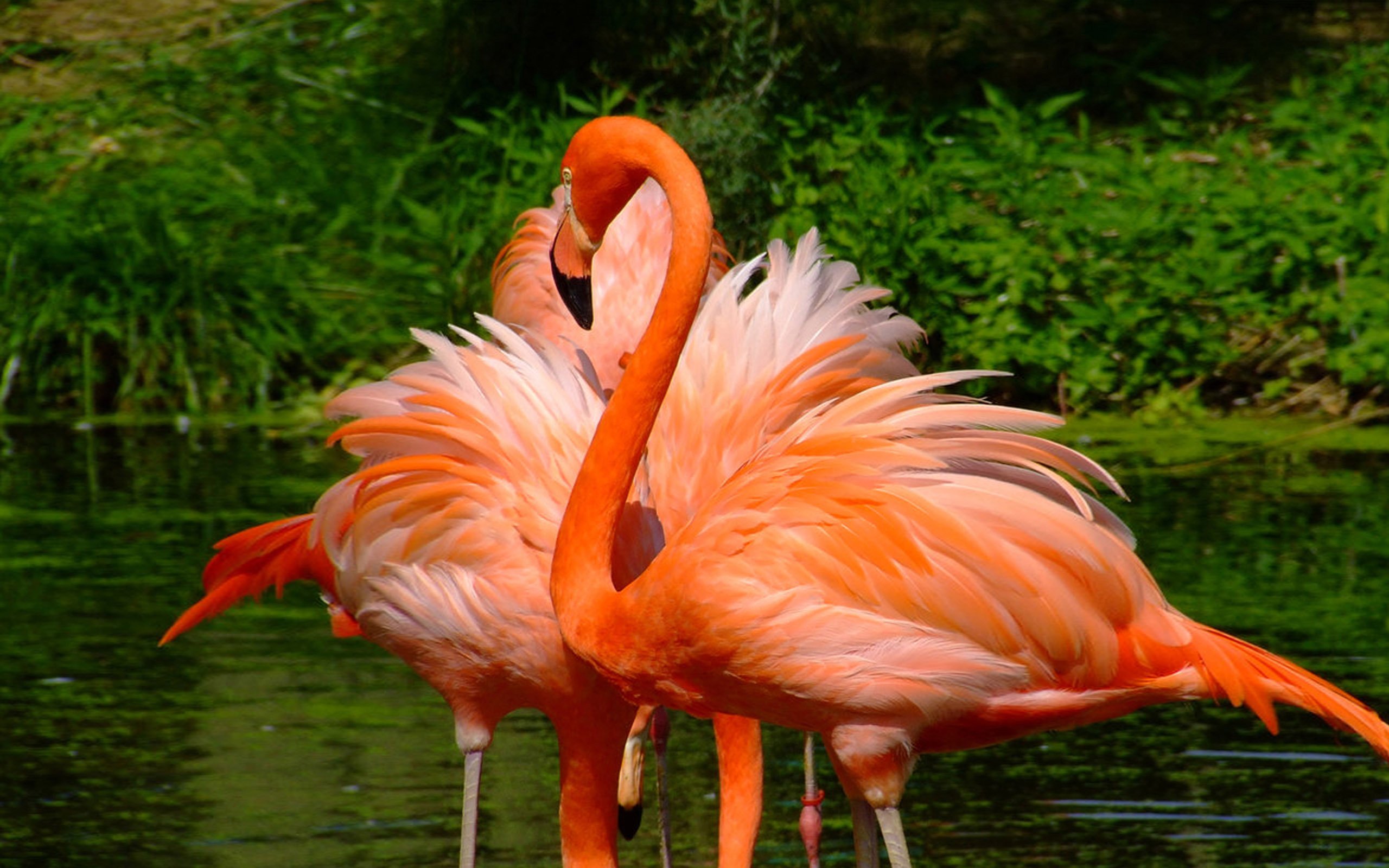 Красив фламинго