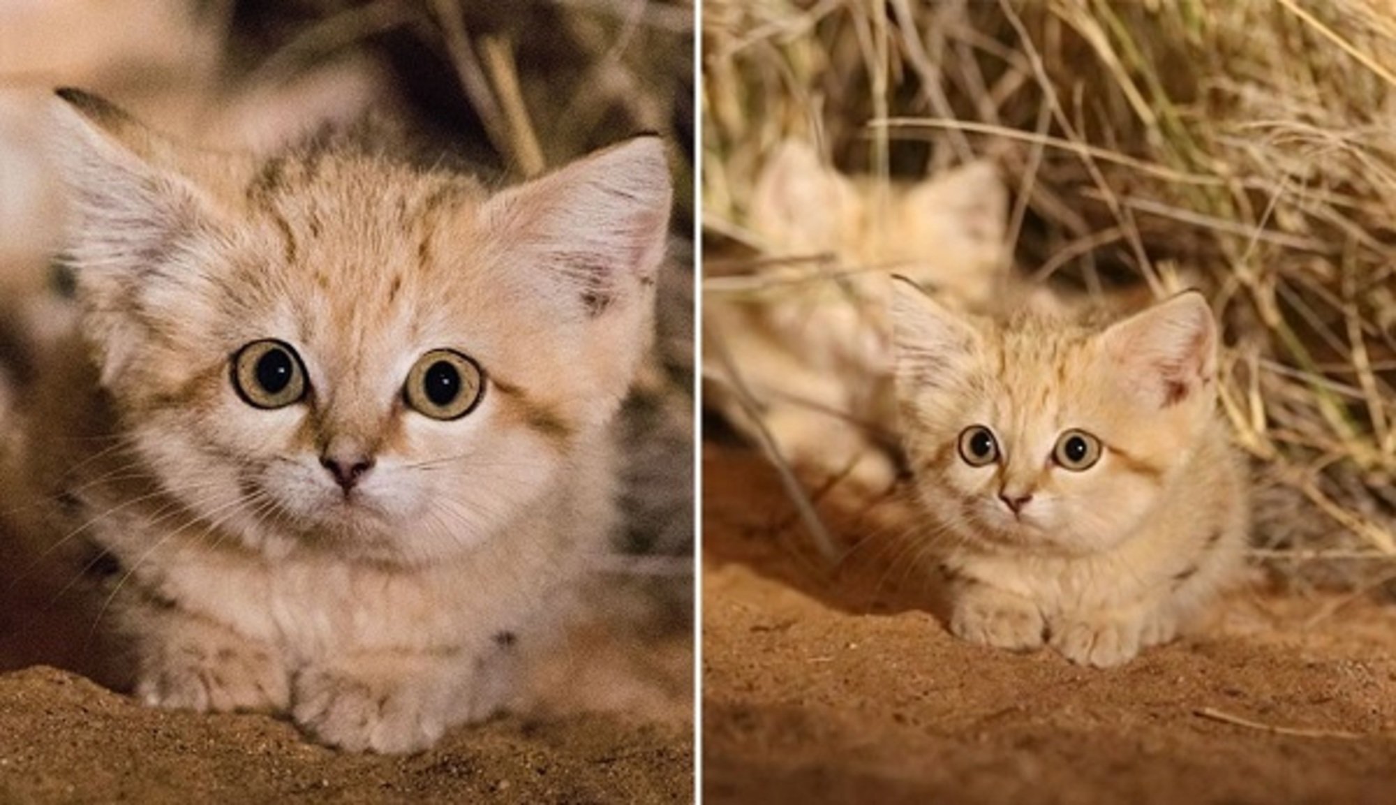 Кошка пустыни. Барханный кот котята. Пустынный барханный кот. Животные пустыни барханный кот. Барханный кот в пустыне.