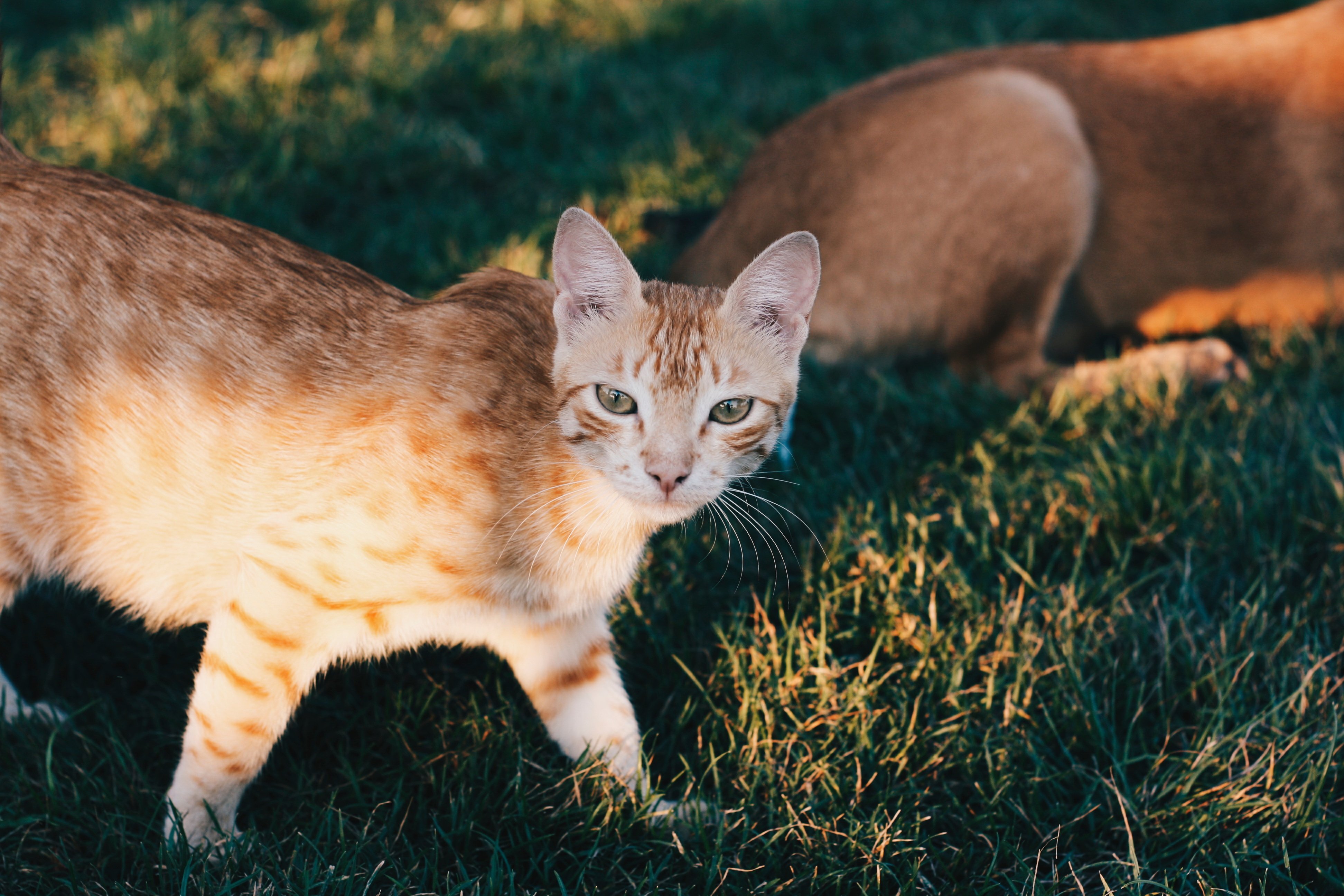 Пестро рыжая. Рыжий бенгальский кот. Бенгал рыжий табби. Породы кошек австралийский мист. Бенгальская короткошерстная кошка рыжая.
