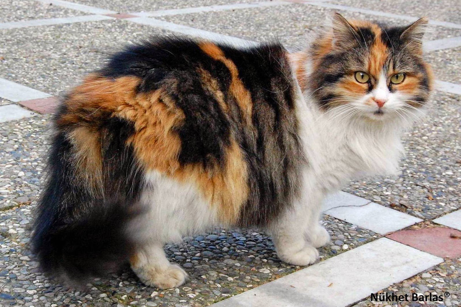 Известно что трехшерстные кошки всегда самки. Сибирская ангорская кошка трёхцветная. Норвежская Лесная кошка трехцветная. Турецкий Ван черепаховый. Норвежская Лесная кошка Калико.