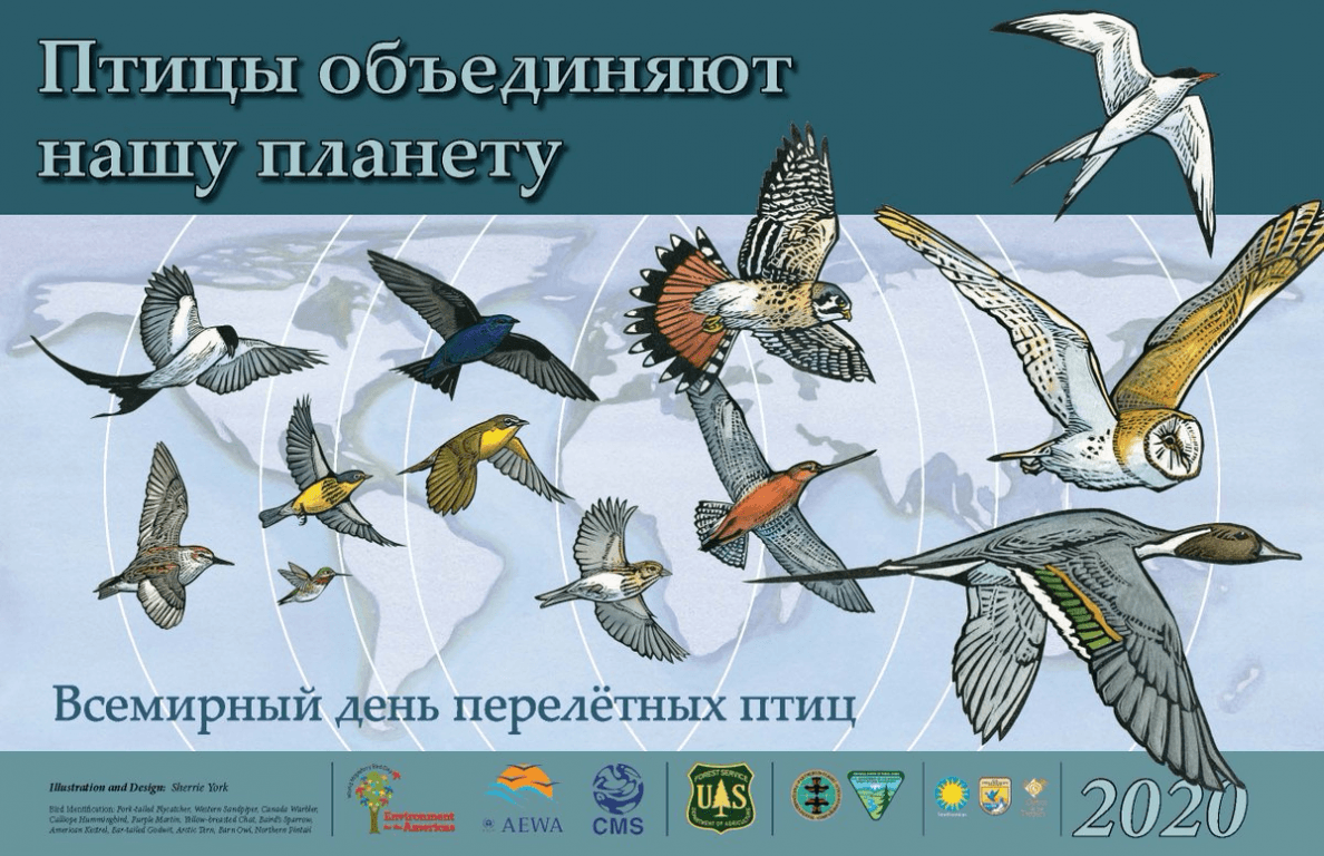 Открытка Всемирный день мигрирующих птиц