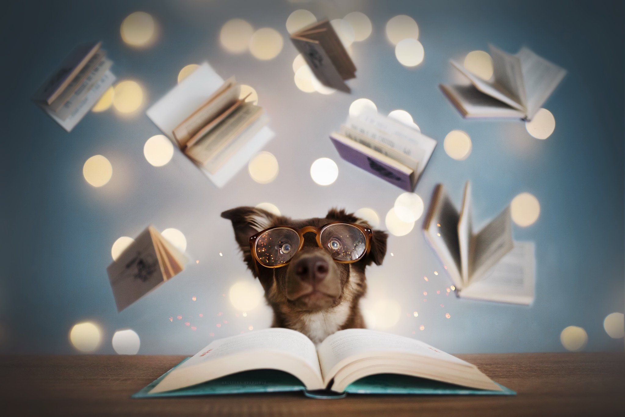 Дети читают собаке. Собака с книжкой. Книги про собак. Собака ученый. Книга пес.