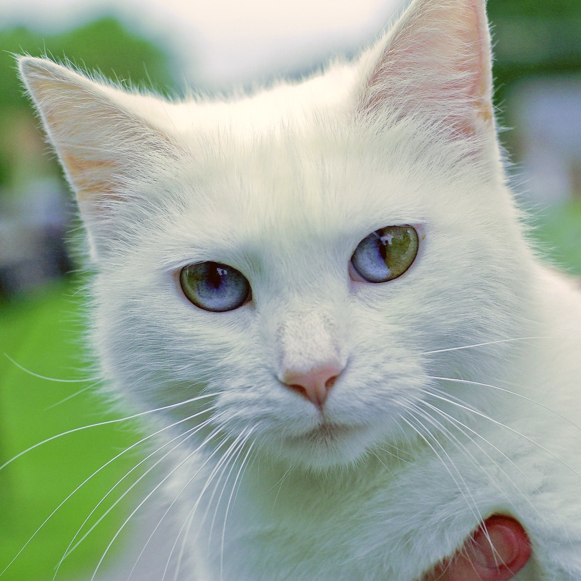 Какая порода белых котов. Као мани порода кошек. Khao Manee кошка. Гетерохромия као мани. Белый кот порода као мани.