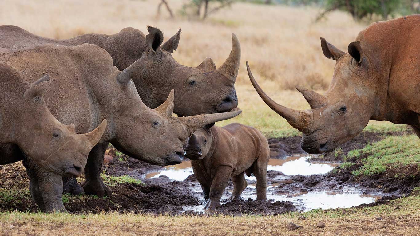 Воловьи птицы и носорог тип. Национальный парк Серенгети носороги. Кения носорог. Стадо Носорогов. Стая Носорогов.