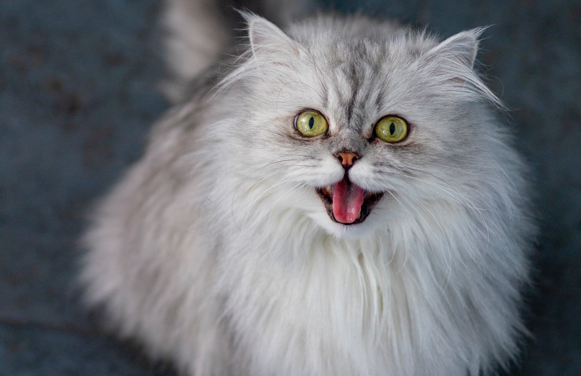 Кошка мяукала перед. Персидская длинношерстная кошка Джуно. Пушистый кот. Очень пушистая кошка. Пушистая морда.