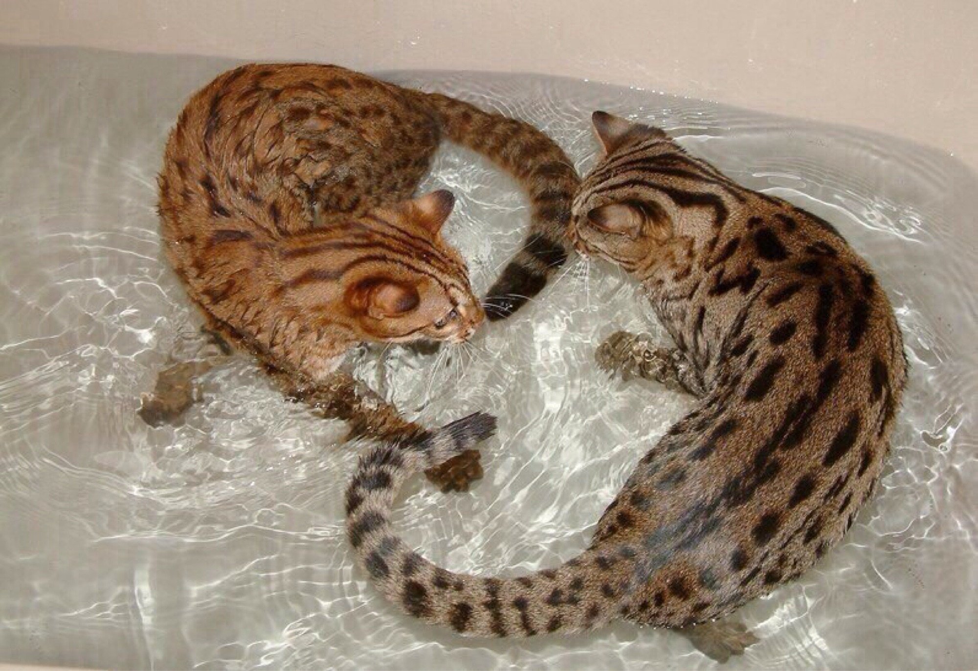 Бенгальский кот в ванной