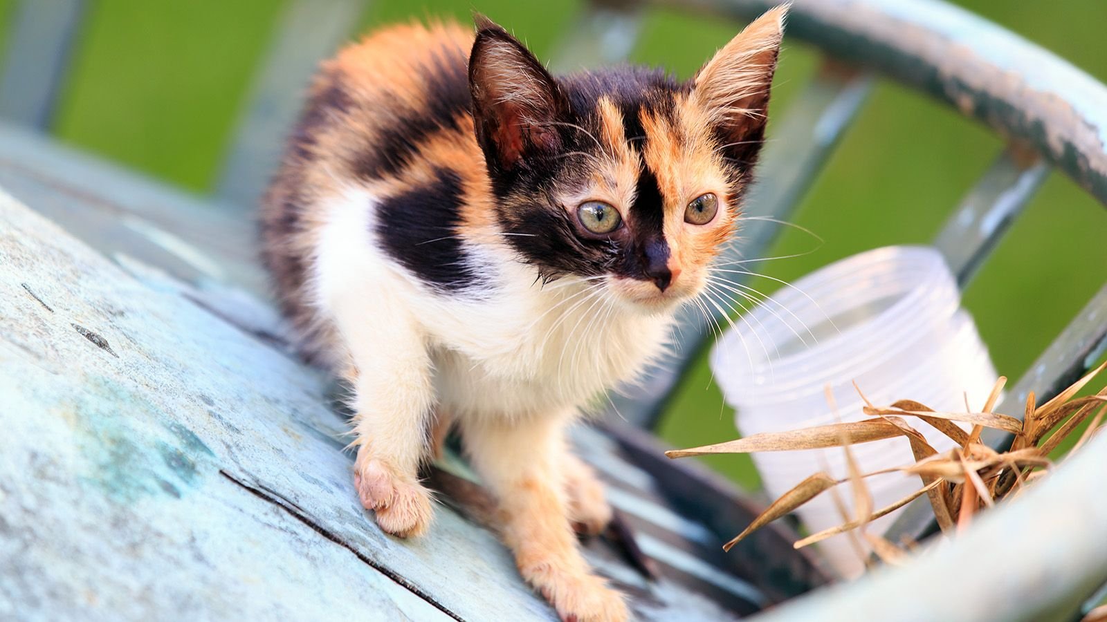 Пол трехцветного котенка. Калико ситцевая кошка. Порода Калико. Котенок Калико. Трехцветный котенок.
