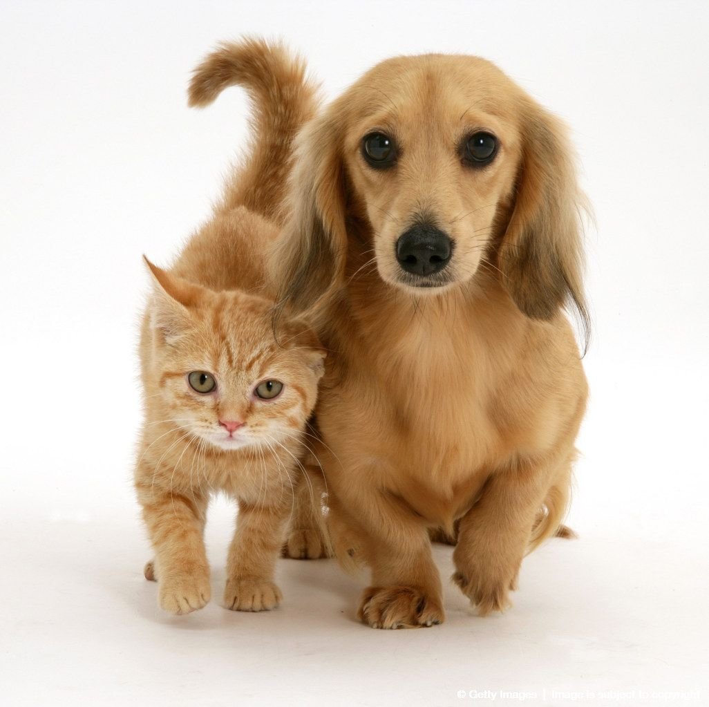 Dog friends. Собачки и кошечки. Милые собачки и кошечки. Котик. Милые котята и щенки.