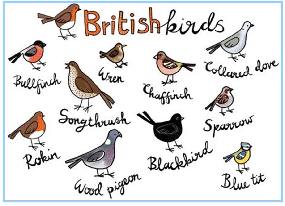 Перевести птиц на английский. Птицы на английском. Птицы на английском языке для детей. Птички на англ яз для детей. Зимующие птицы на английском языке.