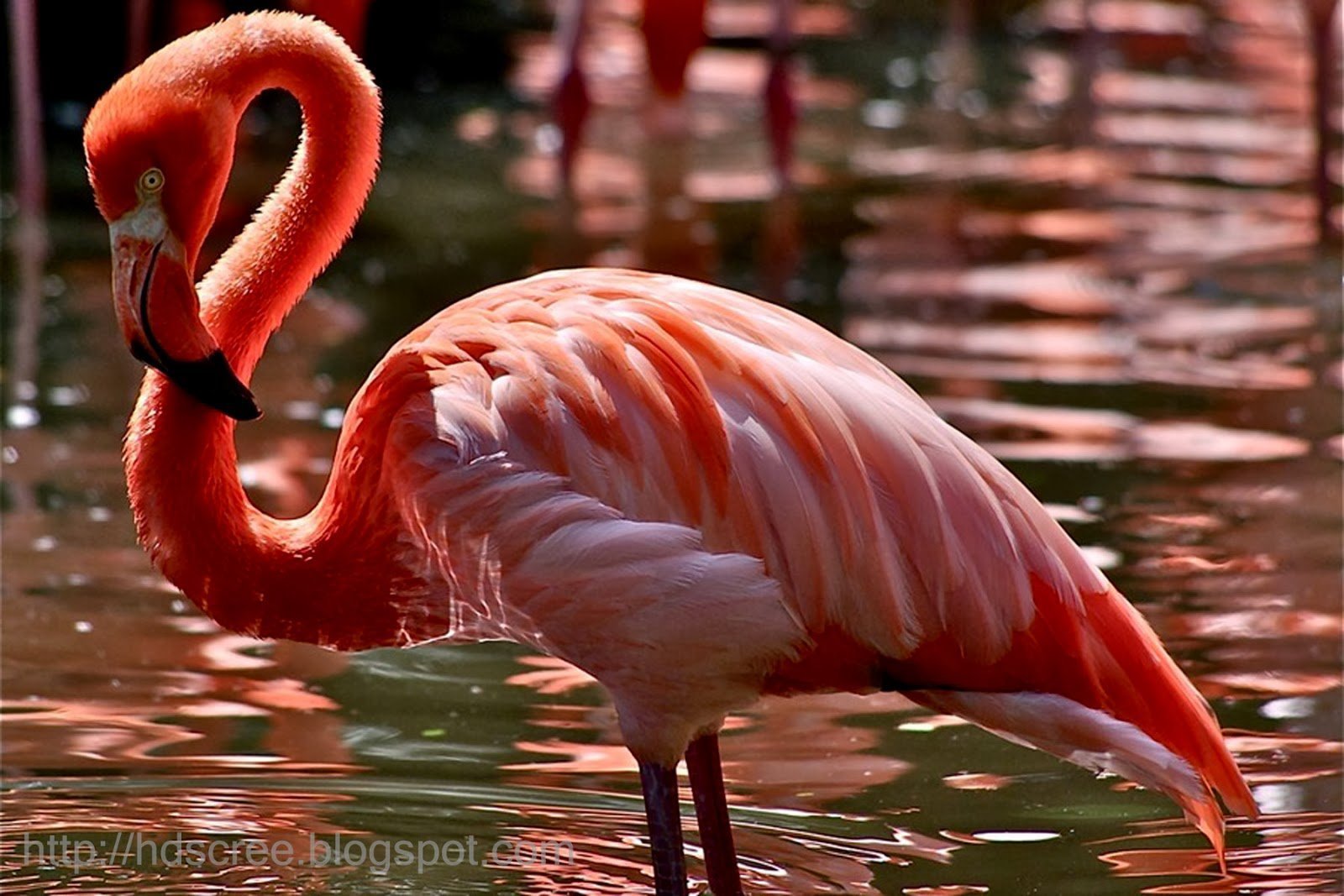 Фламинго интересная. Птицы Африки Фламинго. Розовый Фламинго птица. Обыкновенный Фламинго. Розовый Фламинго в Африке.
