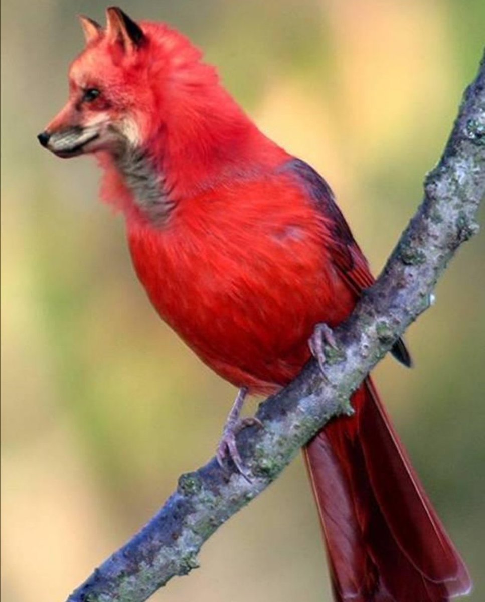 Crazy animals. Птица с красным хвостом. У птиц костный хвост. Красные животные. Красный зверь.