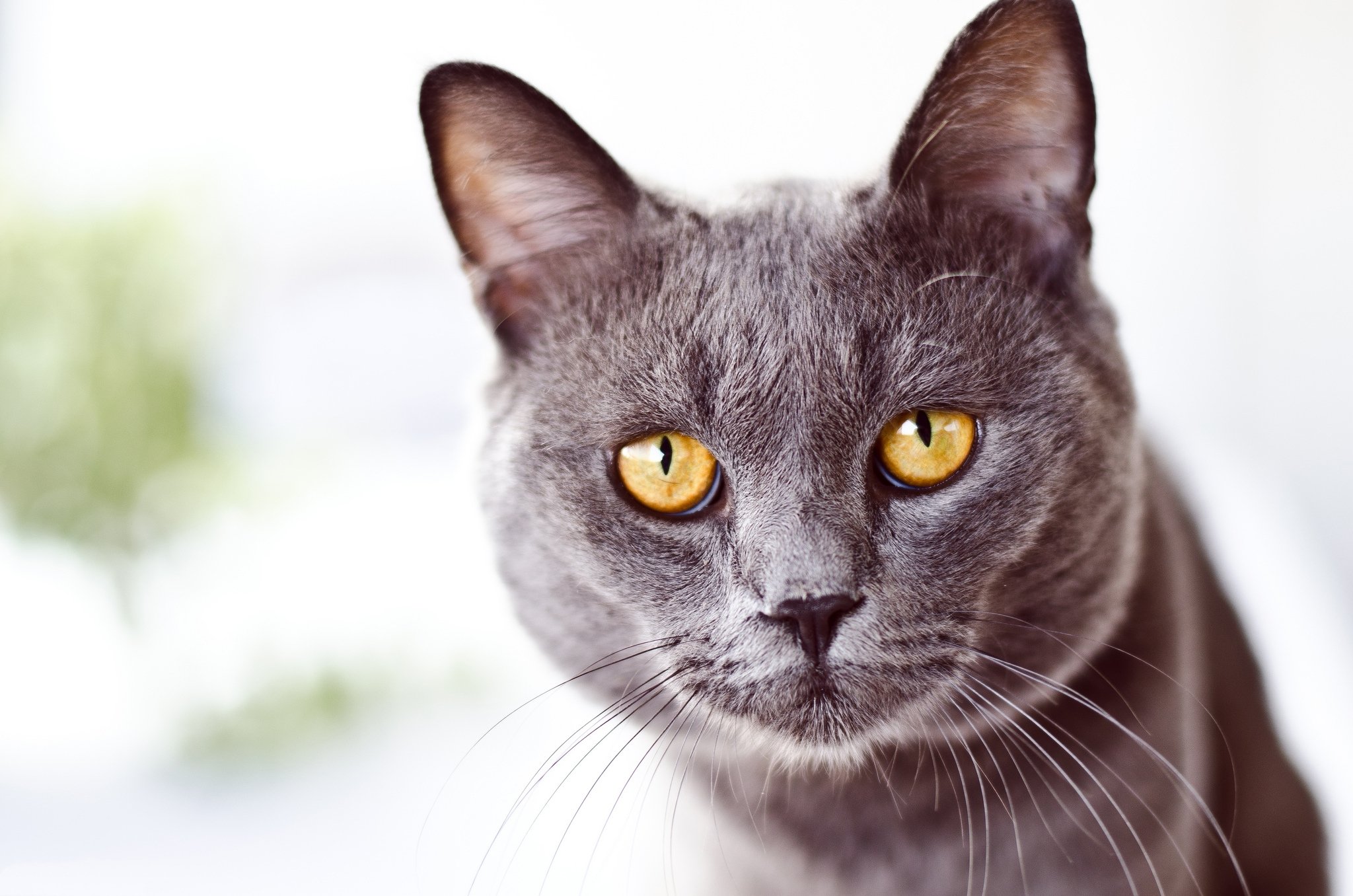 Кошка с желтыми глазами порода. Морда кошки. Красивая морда кошки. Янтарные глаза у кошки. Серая кошка с янтарными глазами.