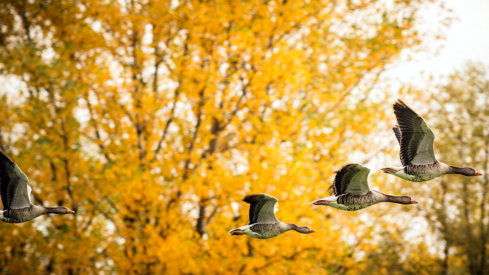 Скоро птицы улетят. Осенние птицы. Птицы осенью. Птицы улетают осенью.
