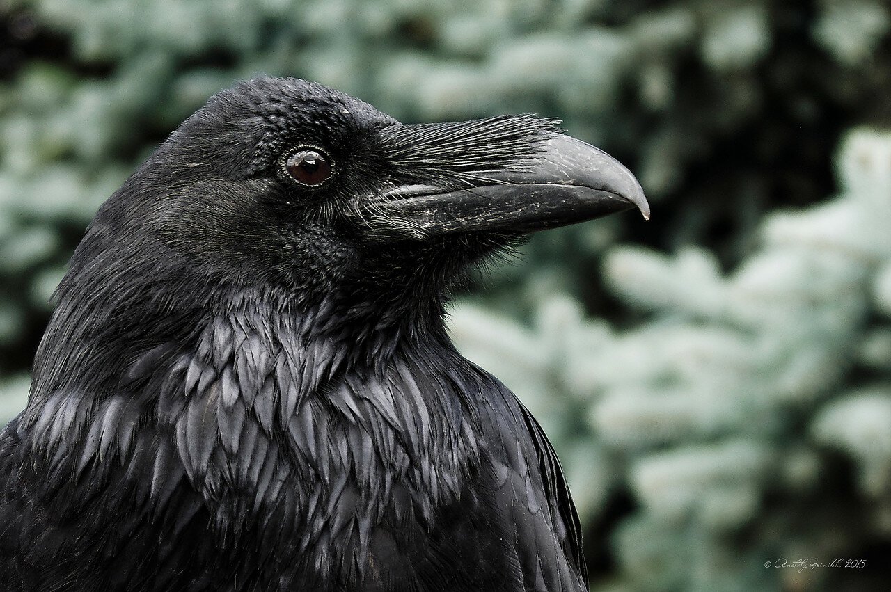 Огромные черные птицы. Курильский ворон. Ворона меланист. Ворон обыкновенный. Бангайская ворона.