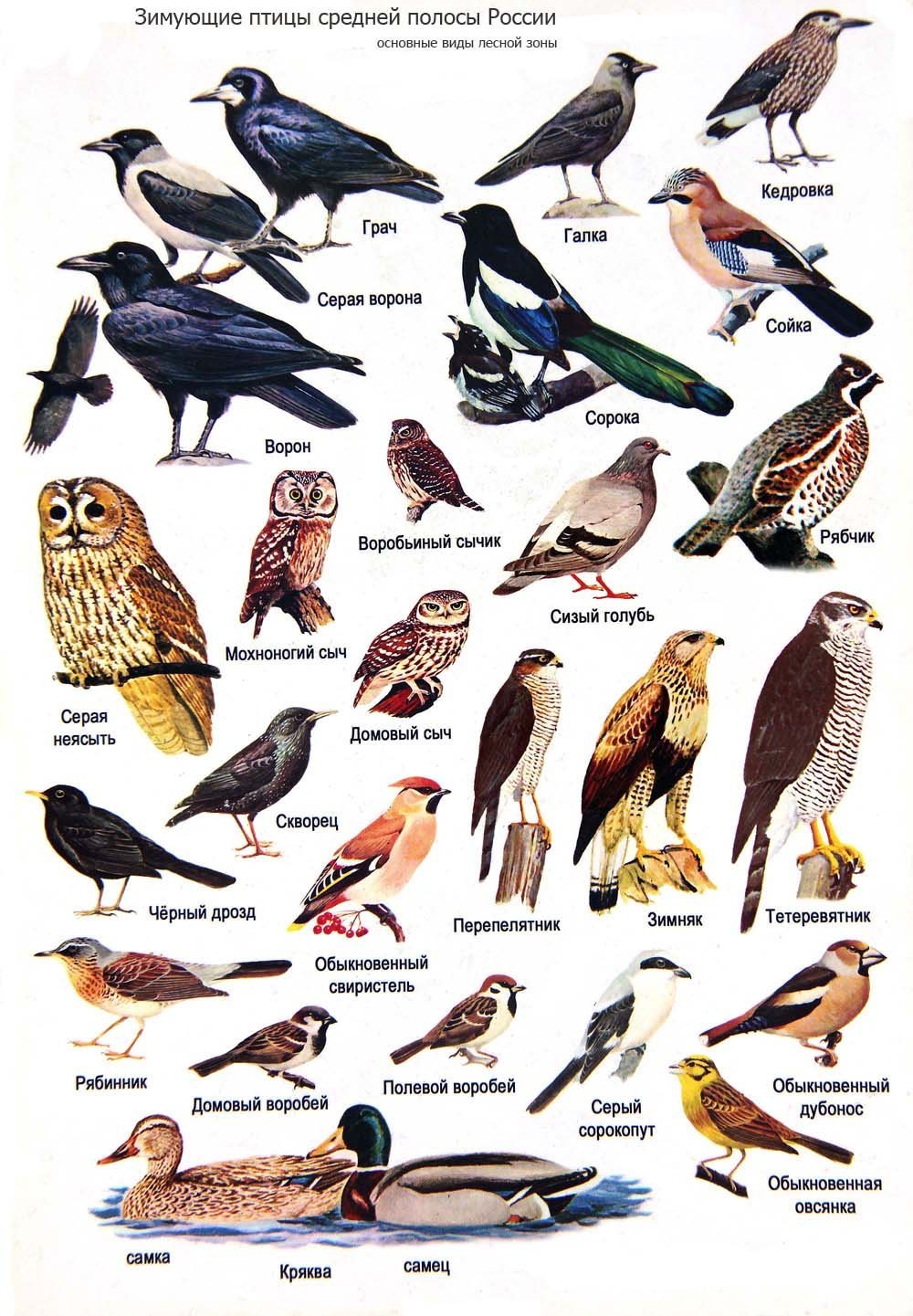 Картинки хищных птиц