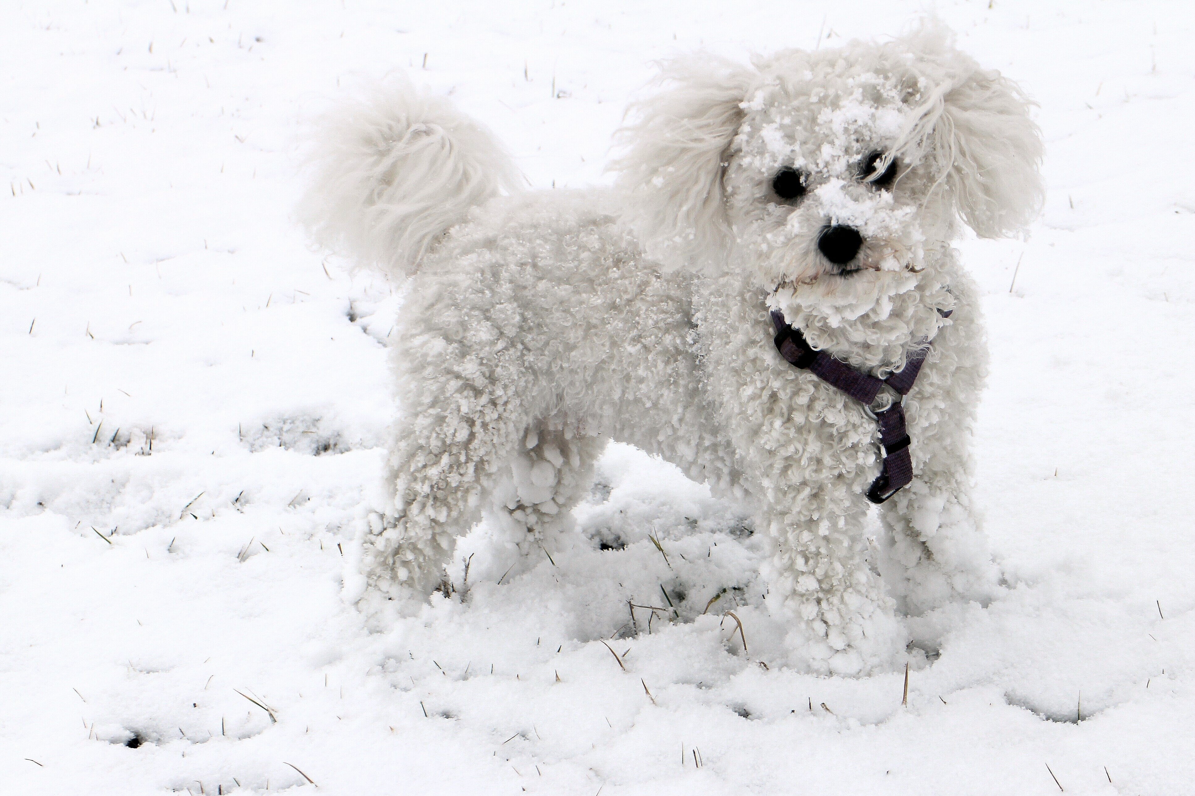 Собака снежок