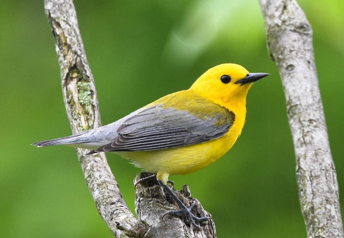 Про желтую птичку. Желтая птица. Маленькая птичка с желтой грудкой. Желто синяя птица. Серожельая птица.
