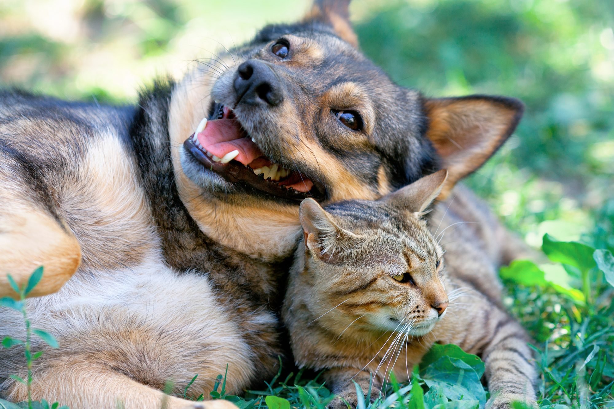 Dog and cat playing. Кошки и собаки. Красивые домашние животные. Счастливые животные. Счастливые собаки и кошки.