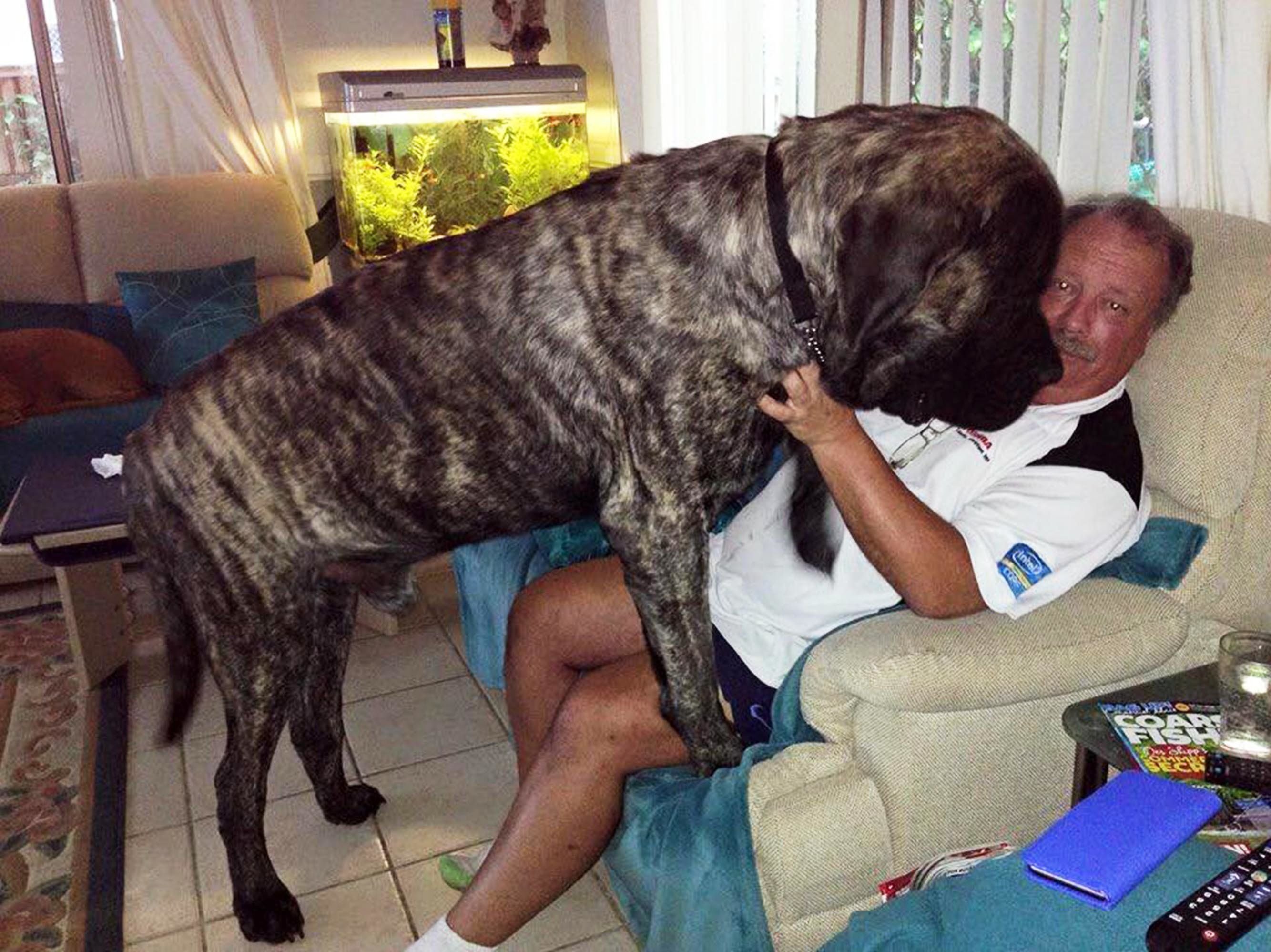 Огромные собаки видео. Большие собаки. Самые большие собаки. Самый большой пес. Огромные собаки породы.