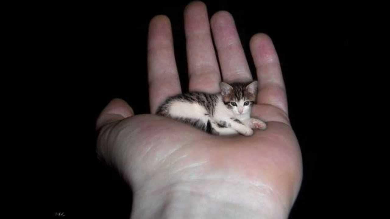 Микро кошки. Кошки породы Тинкер той. Кошки маленькие. Маленький котенок. Самая маленькая кошка в мире.